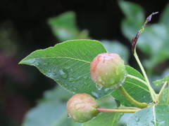 雨に濡れる梨の実