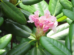 シャクナゲの花咲いてた！