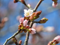 桜3