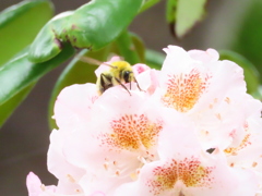 蜂さんとシャクナゲ