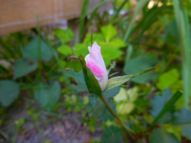 薔薇のつぼみ