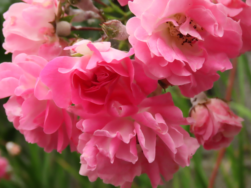 ミニツル薔薇