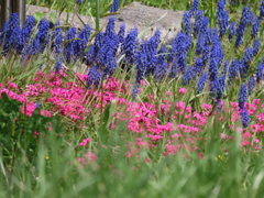 いつもの河川敷