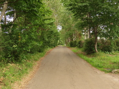 木洩れ日なっしんぐ！