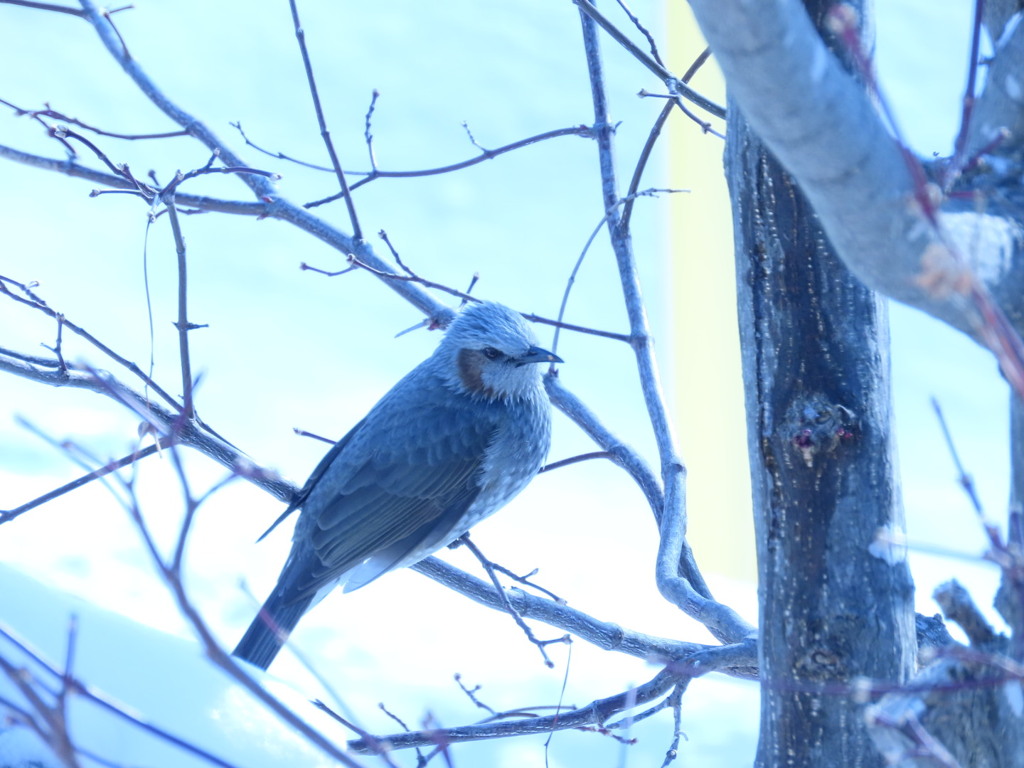 この鳥さん