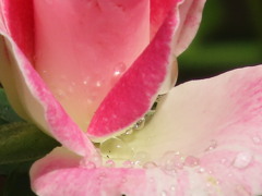 花びらに水滴