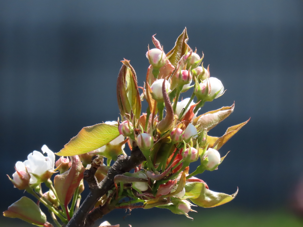 梨の花のつぼみ