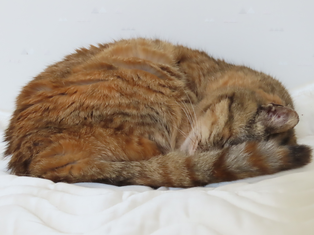 猫、爆睡中！