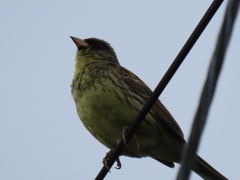 アオジですかね♪