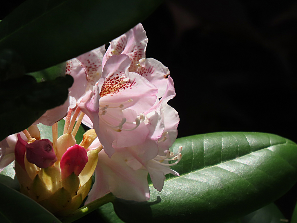 雨が降る前のシャクナゲの花