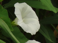 朝顔でしょうか？