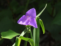 この色が好き！