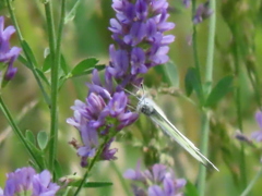 ラベンダーとモンシロショウ2