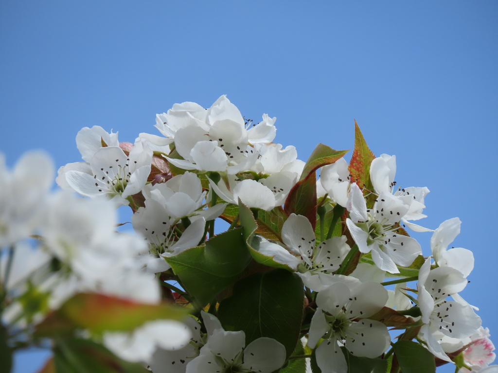 青い空と梨の花