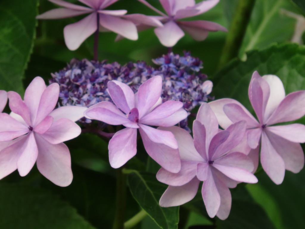 ピンクのような紫のような