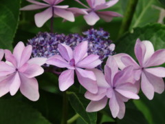 ピンクのような紫のような