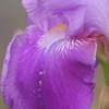 菖蒲