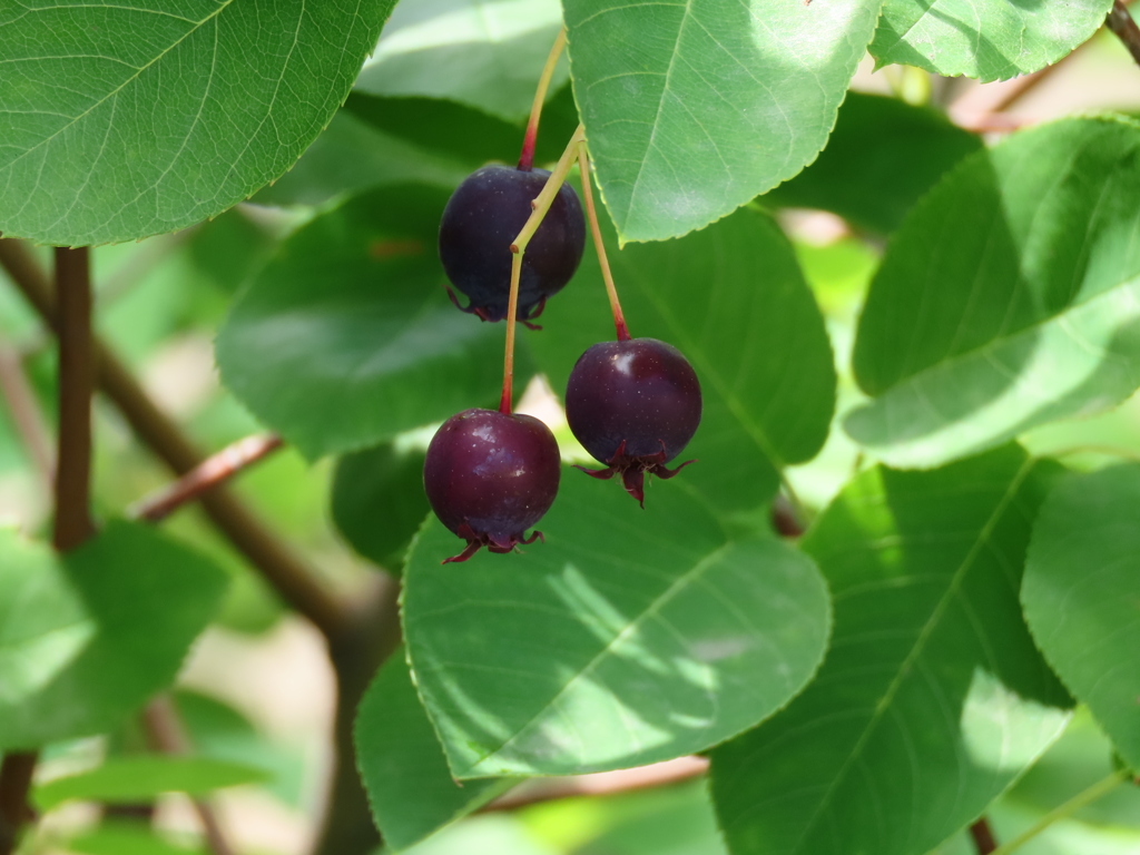 この実何の実？