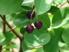 この実何の実？