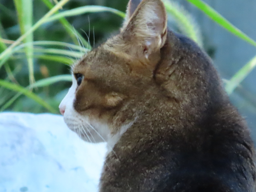 猫ちゃん発見！