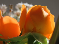 ミニバラ〜オレンジ〜