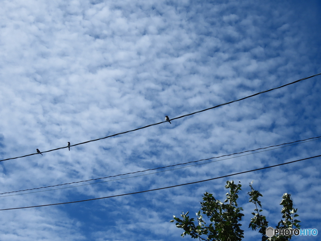 電線に、スズメが3羽っ！