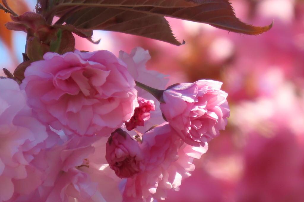 八重に咲く桜