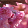 八重に咲く桜