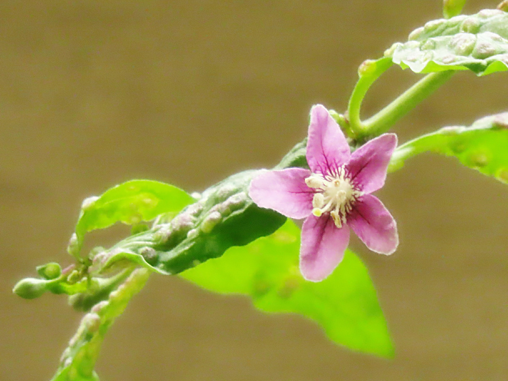 クコの花？