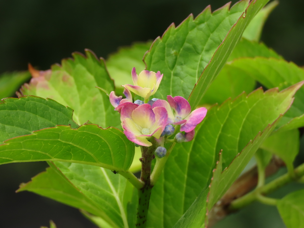これから。あじさい