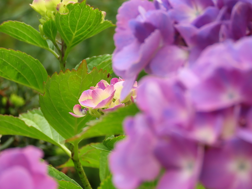 向こう側。あじさい