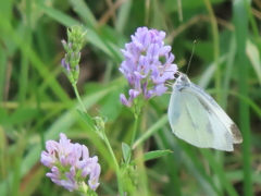 ラベンダーとモンシロショウ