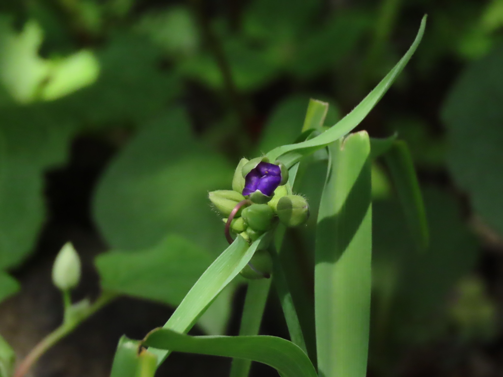 昼にはもう、、