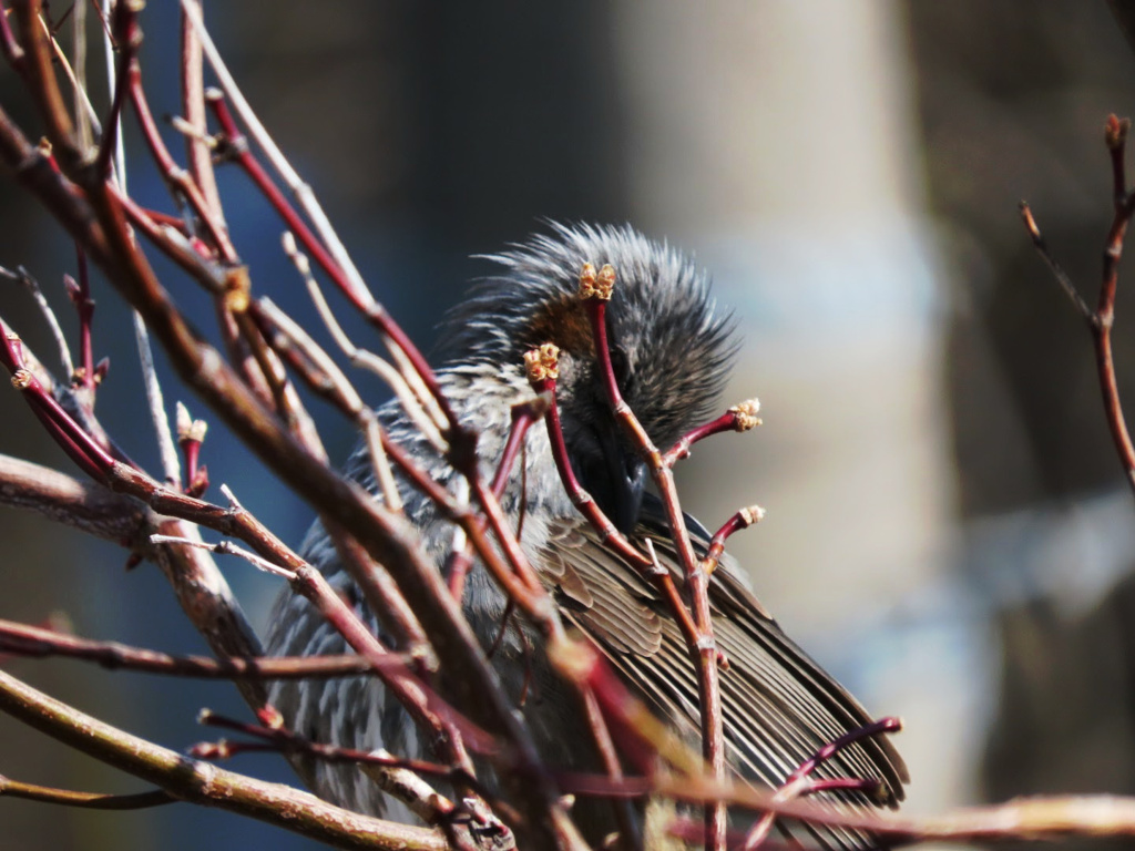 鳥撮り難しく