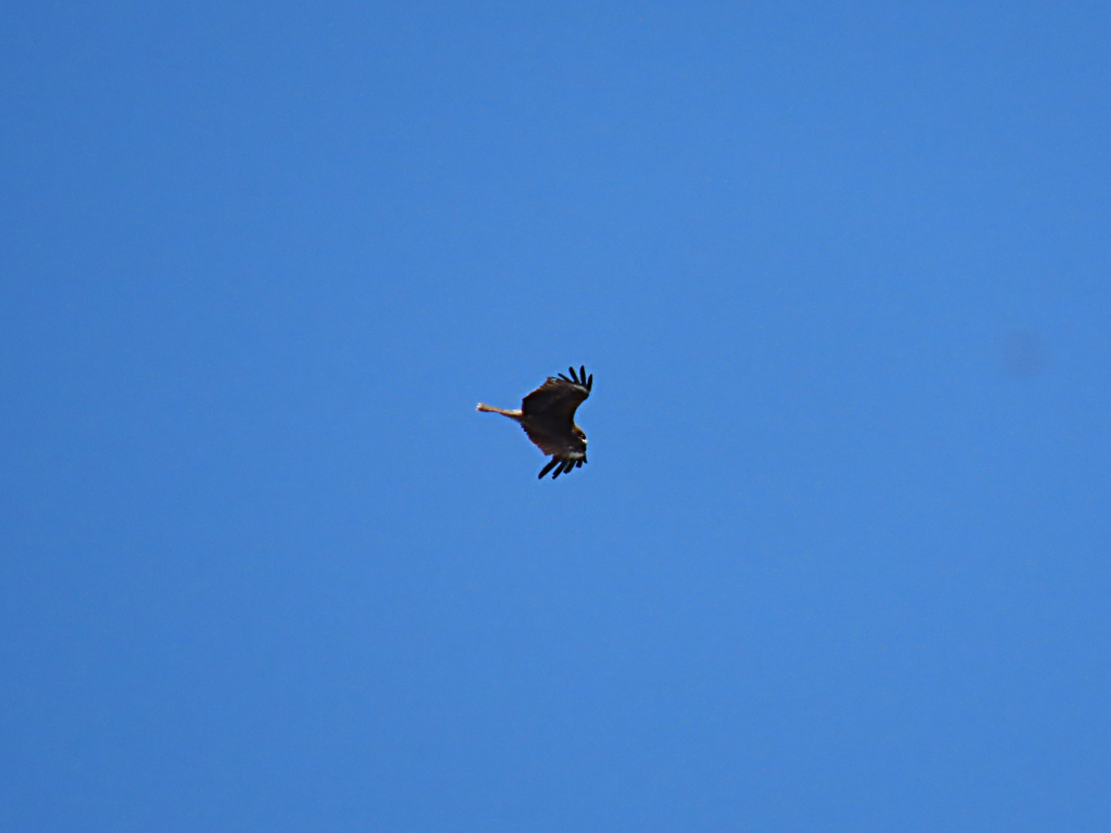 青空に鳶。