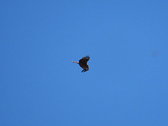 青空に鳶。