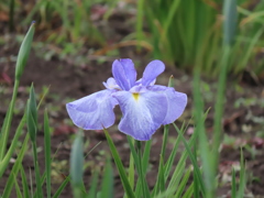 菖蒲はまだ、、