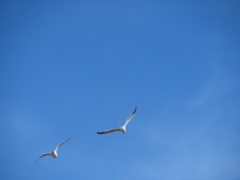 きゃ〜っ！カモメ？