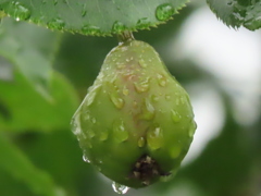 雨に濡れる梨の実2