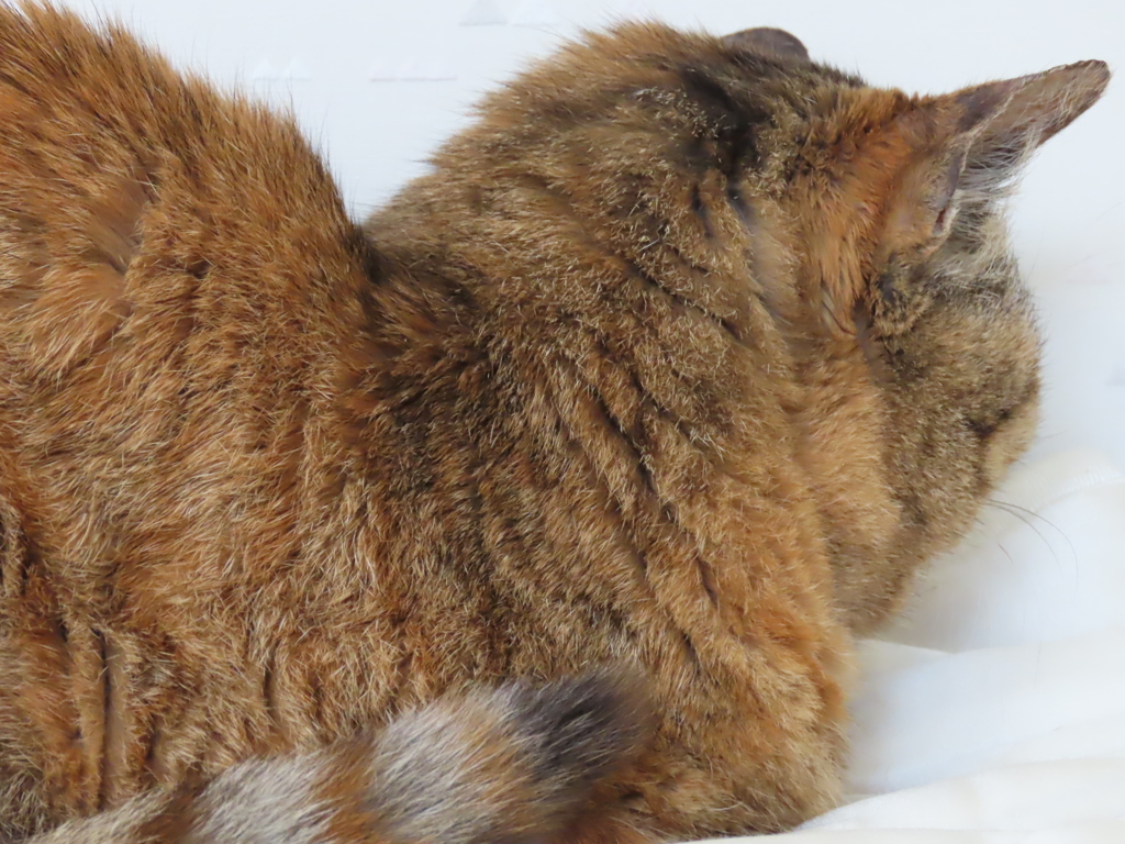 猫さんの後頭部