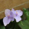 淡いツユクサ