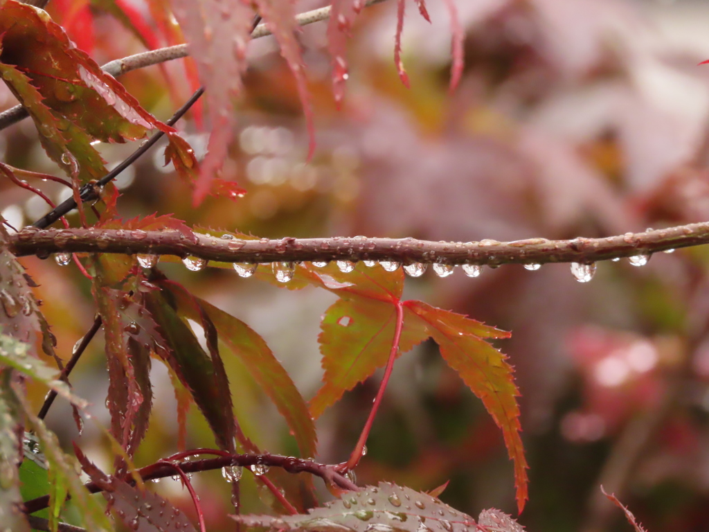 雨の滴