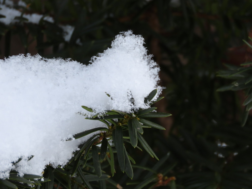 ふんわりした雪