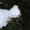 ふんわりした雪