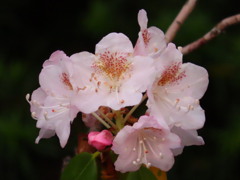 長く咲くシャクナゲ