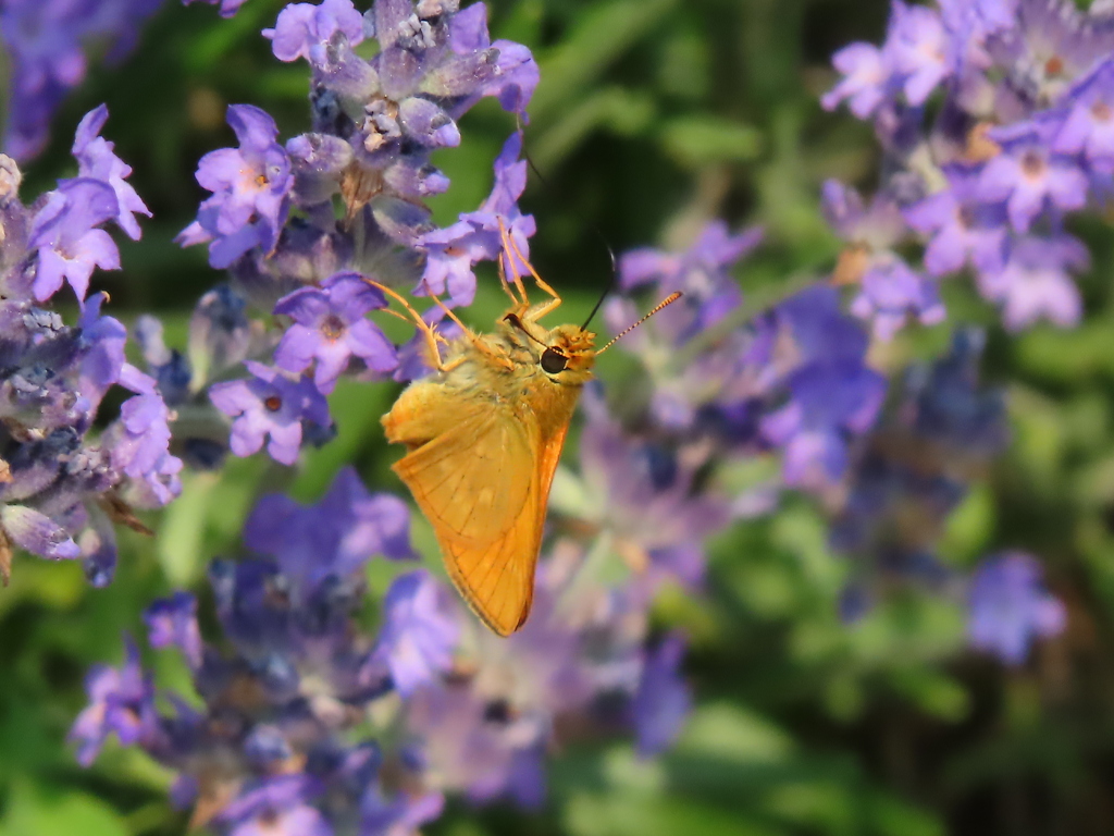 ヒメキマダセセリ？