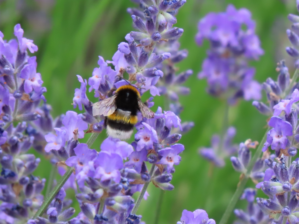 個体識別可能？