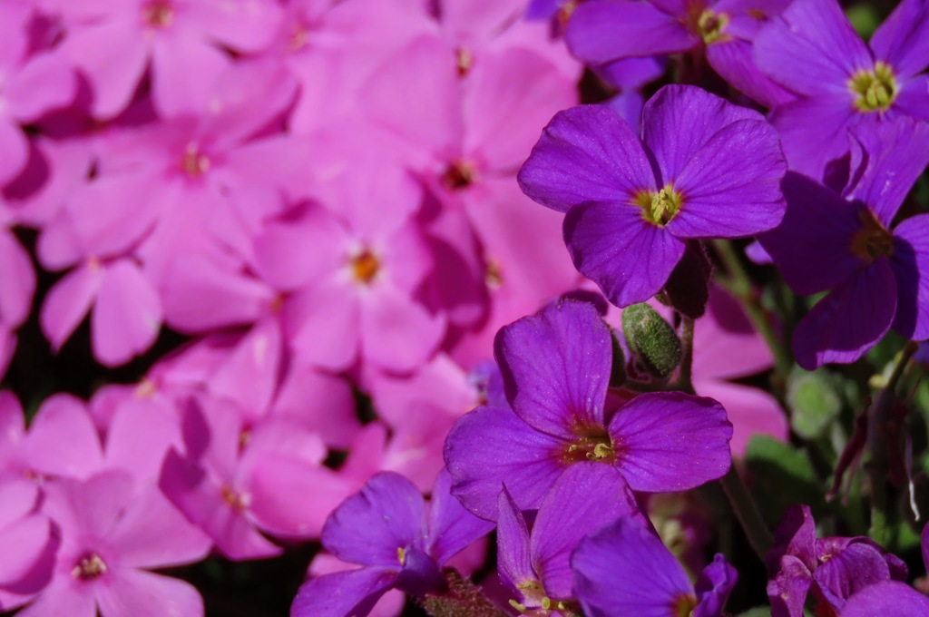 芝桜
