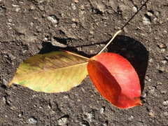 落ち葉の季節