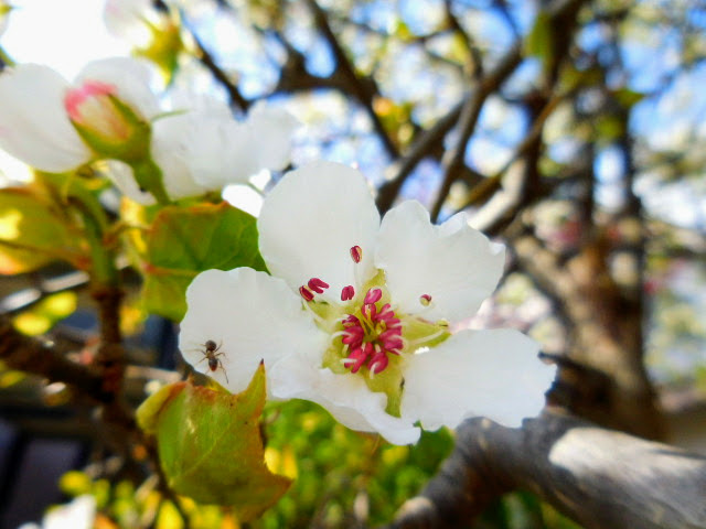 梨の花とアリ